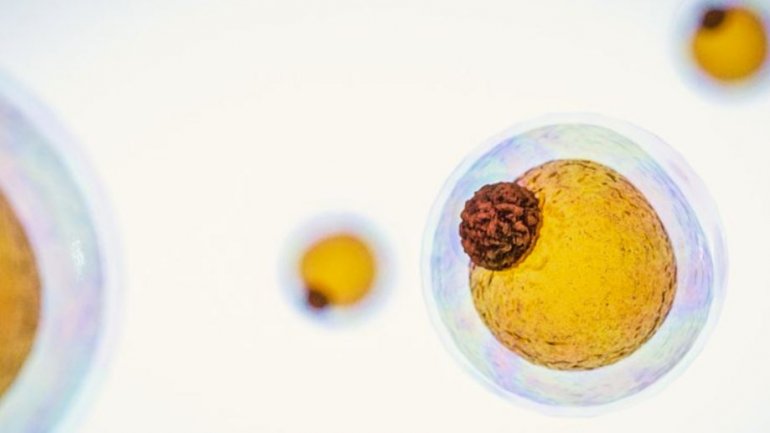 Πώς το καστανό λίπος θα μπορούσε να βοηθήσει στην καταπολέμηση της παχυσαρκίας